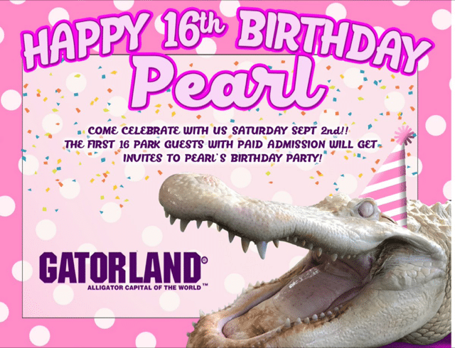 Gatorland Celebrates Pearl The White Gators Sweet 16 Birthday On