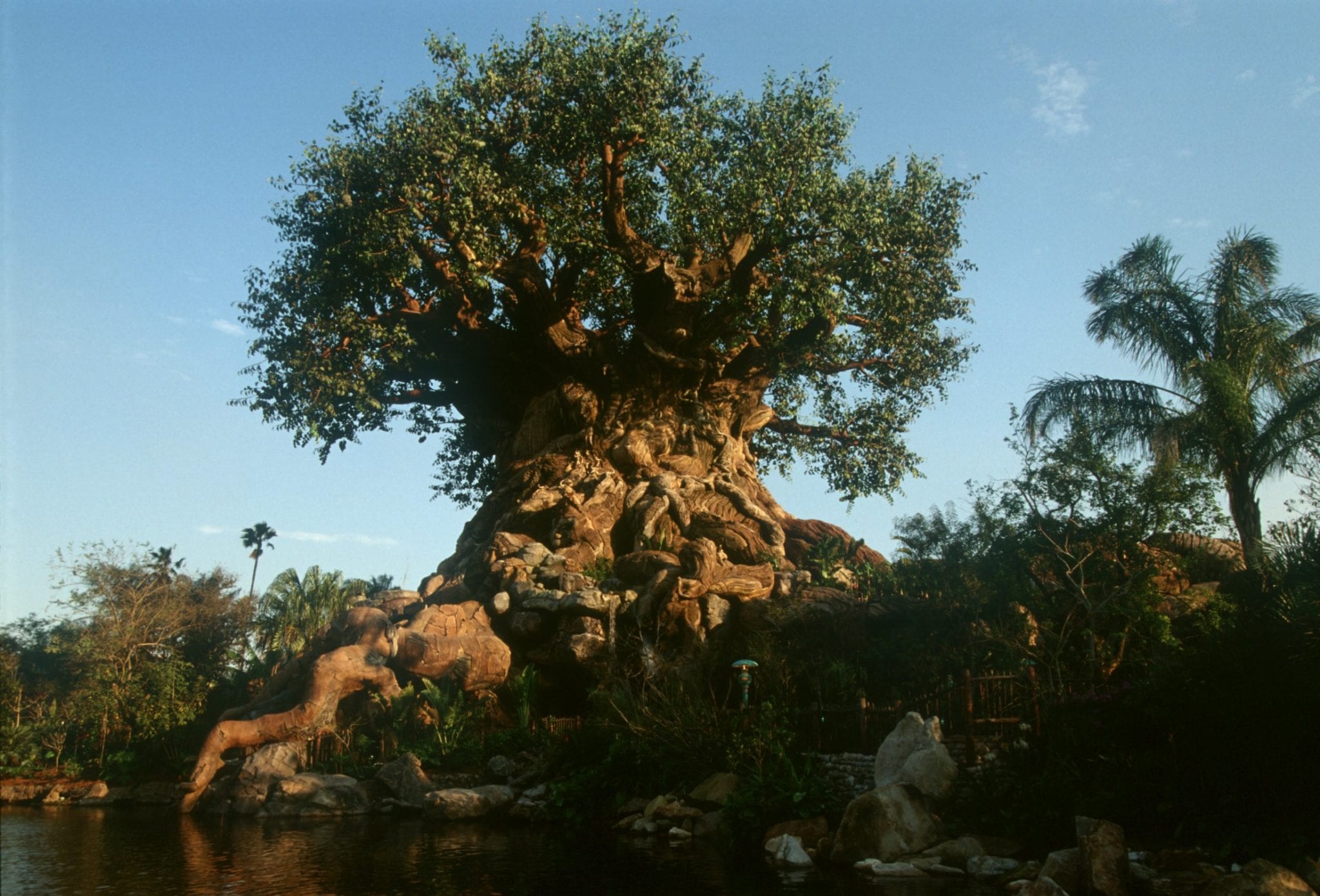 Animal Kingdom's Tree Of Life