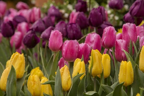 Pink and yellow tulips - Downtown Disney District at Disneyland Resort