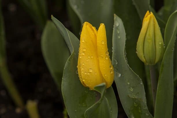 Yellow tulip- Downtown Disney District at Disneyland Resort