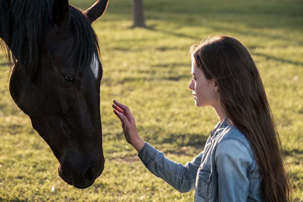 Black Beauty | The Main Street Mouse
