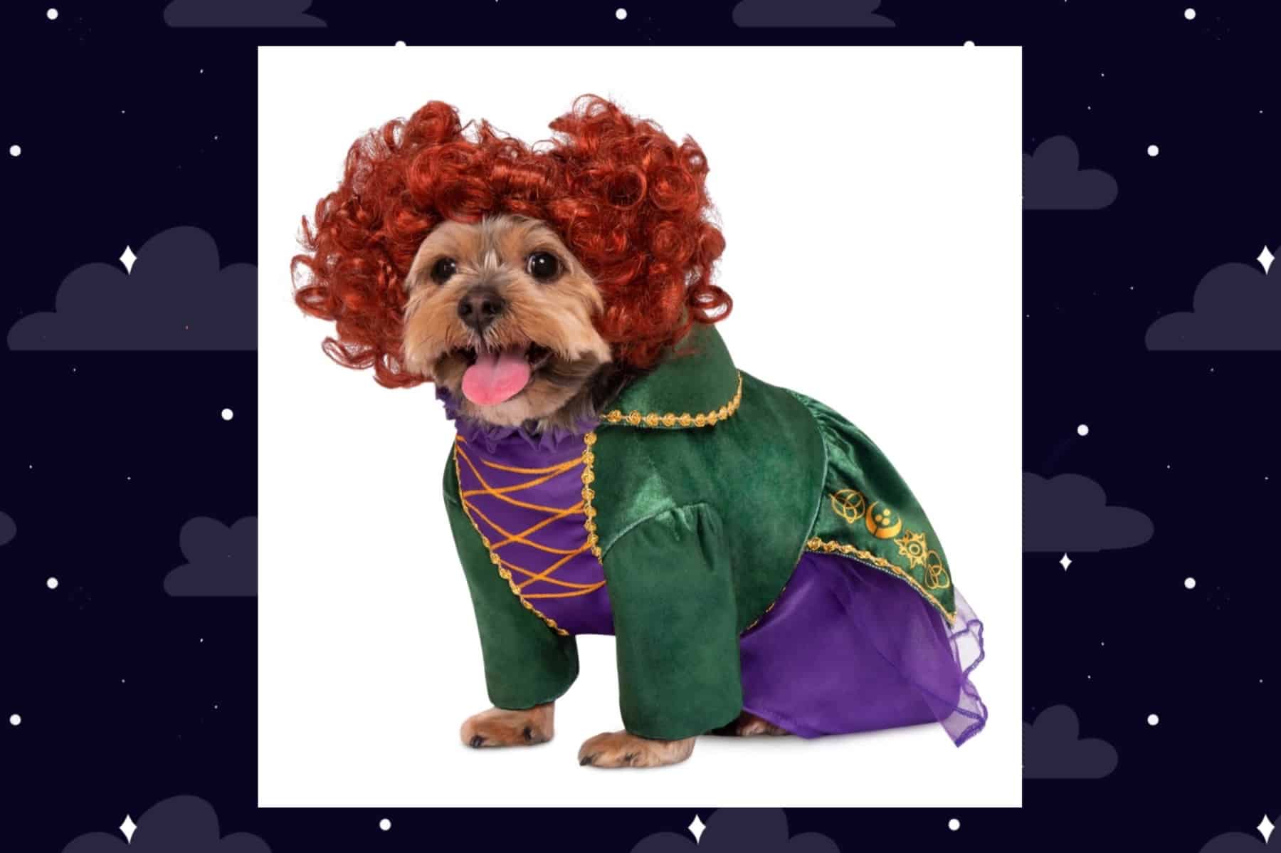  Rubie's Disney Hocus Pocus Winifred Sanderson Pet Costume,  X-Large As Shown : Pet Supplies