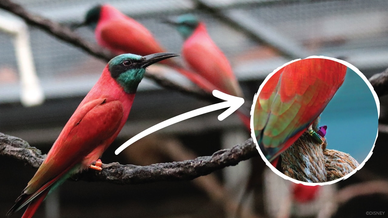 Secrets of Disney Birds | The Main Street Mouse