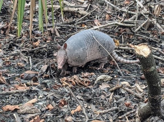 Reference photo of an armadillo
