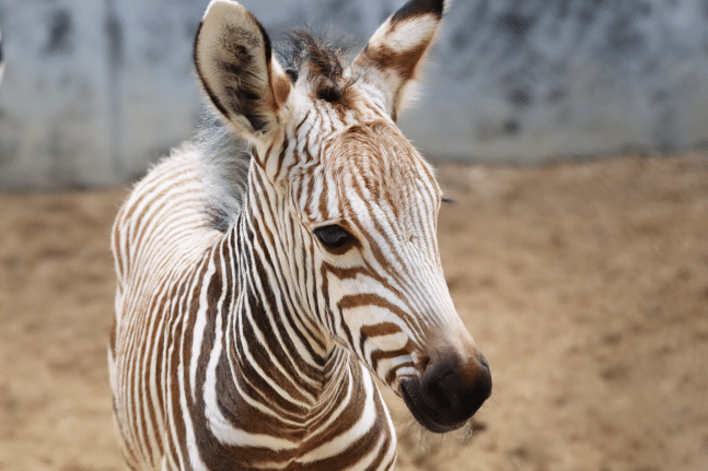 New Zebra Foals at Walt Disney World, Summer 2024