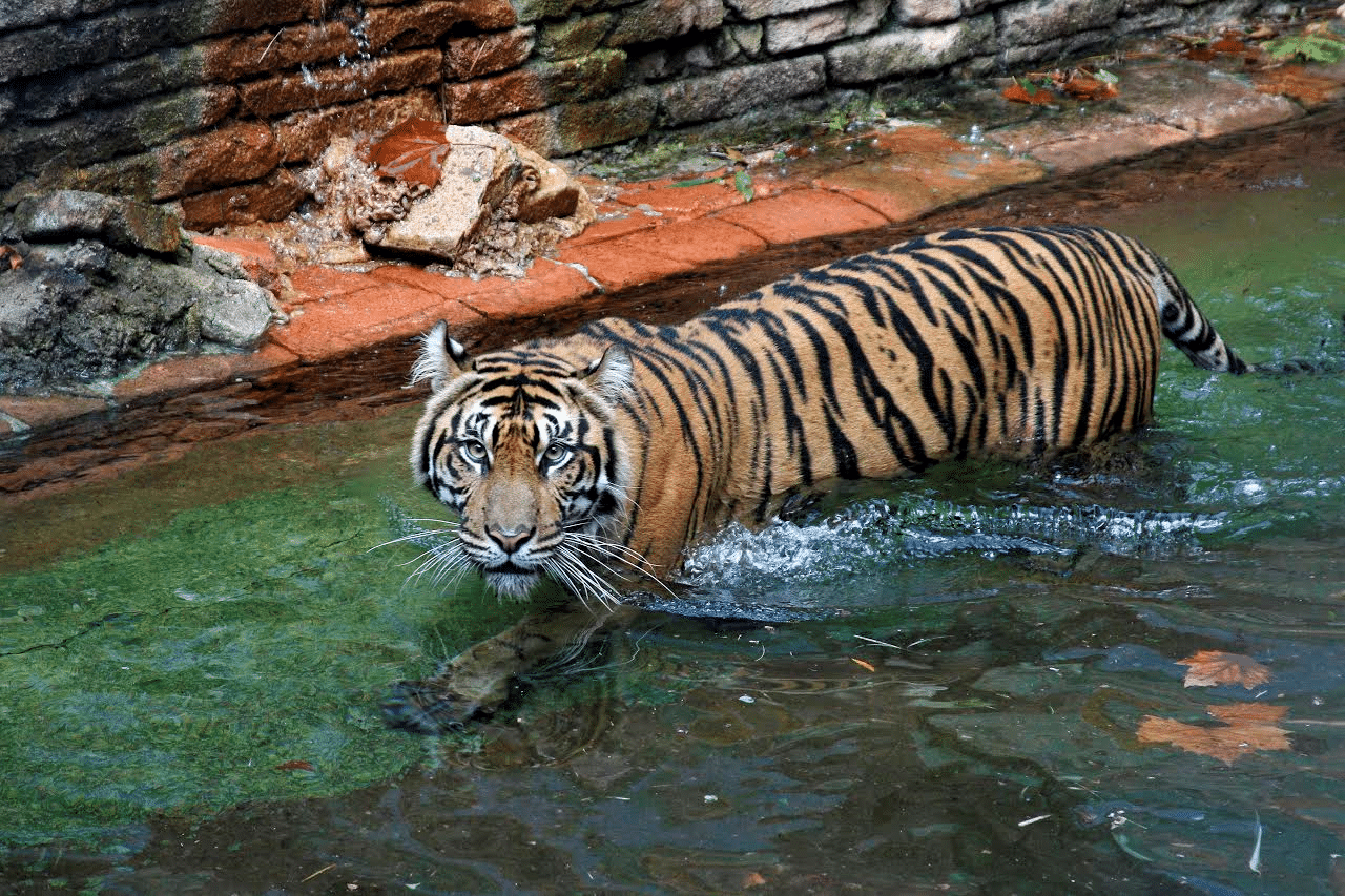 Disney Welcomes New Tiger at Animal Kingdom