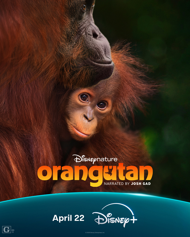 Disneynatures orangutan Coming to Disney+ This Earth Day