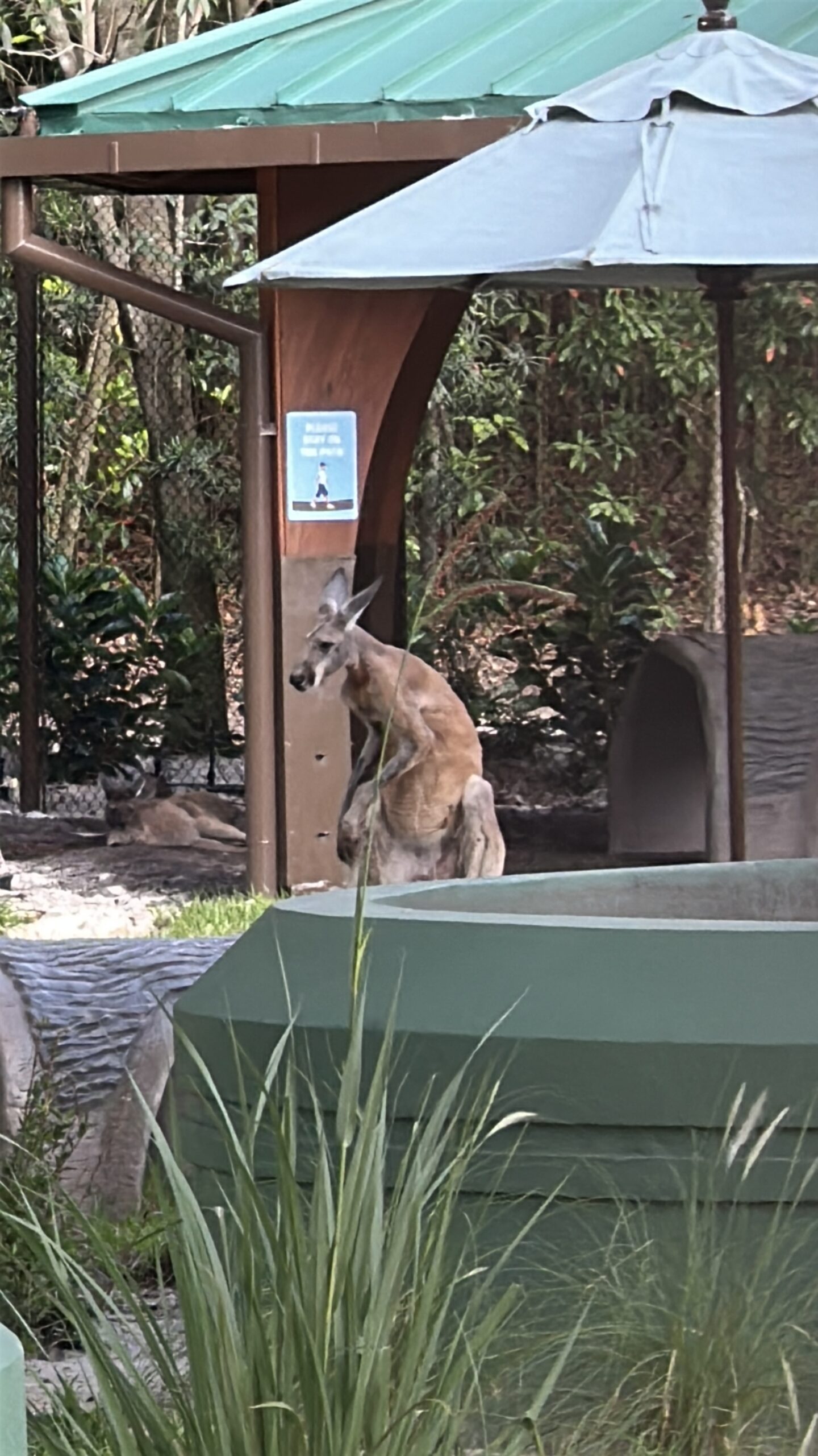 Kangaroo Animal Kingdom | The Main Street Mouse Kangaroo Animal Kingdom