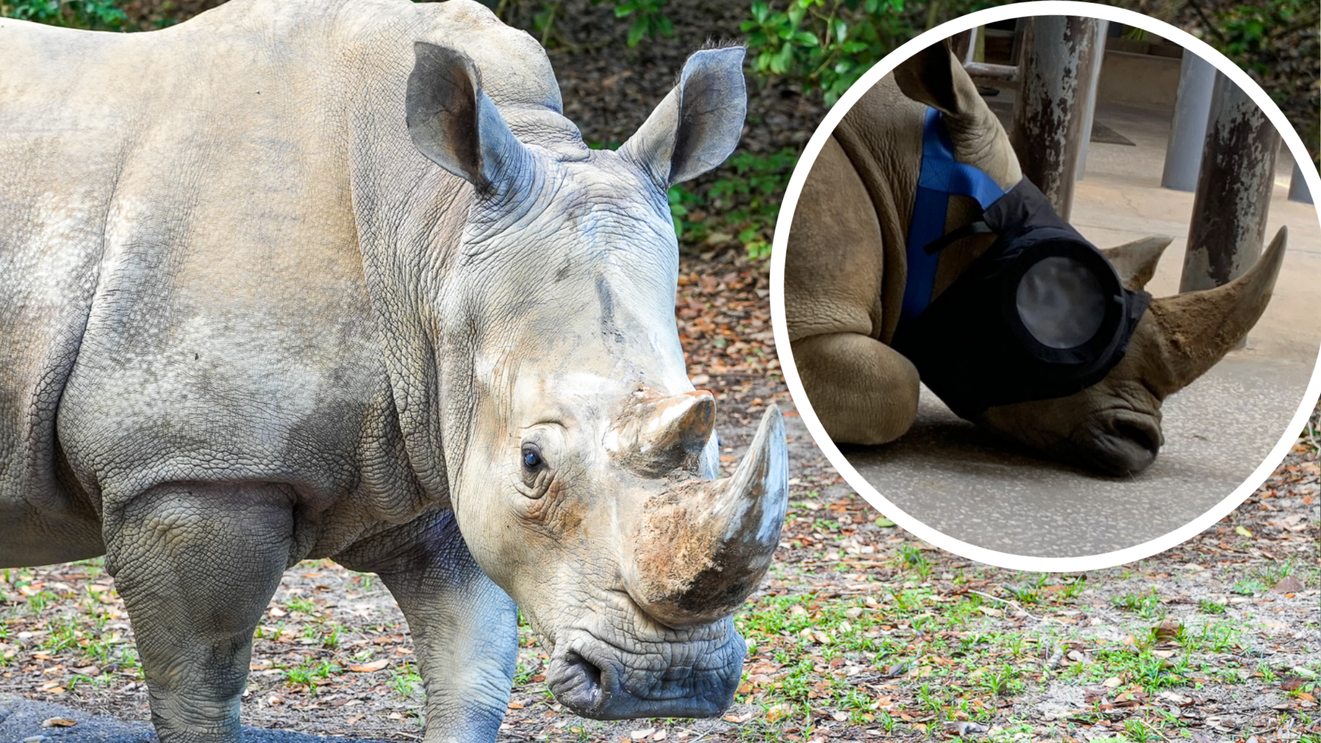 How Kendi the White Rhino Regained Her Sight at Disneys Animal Kingdom