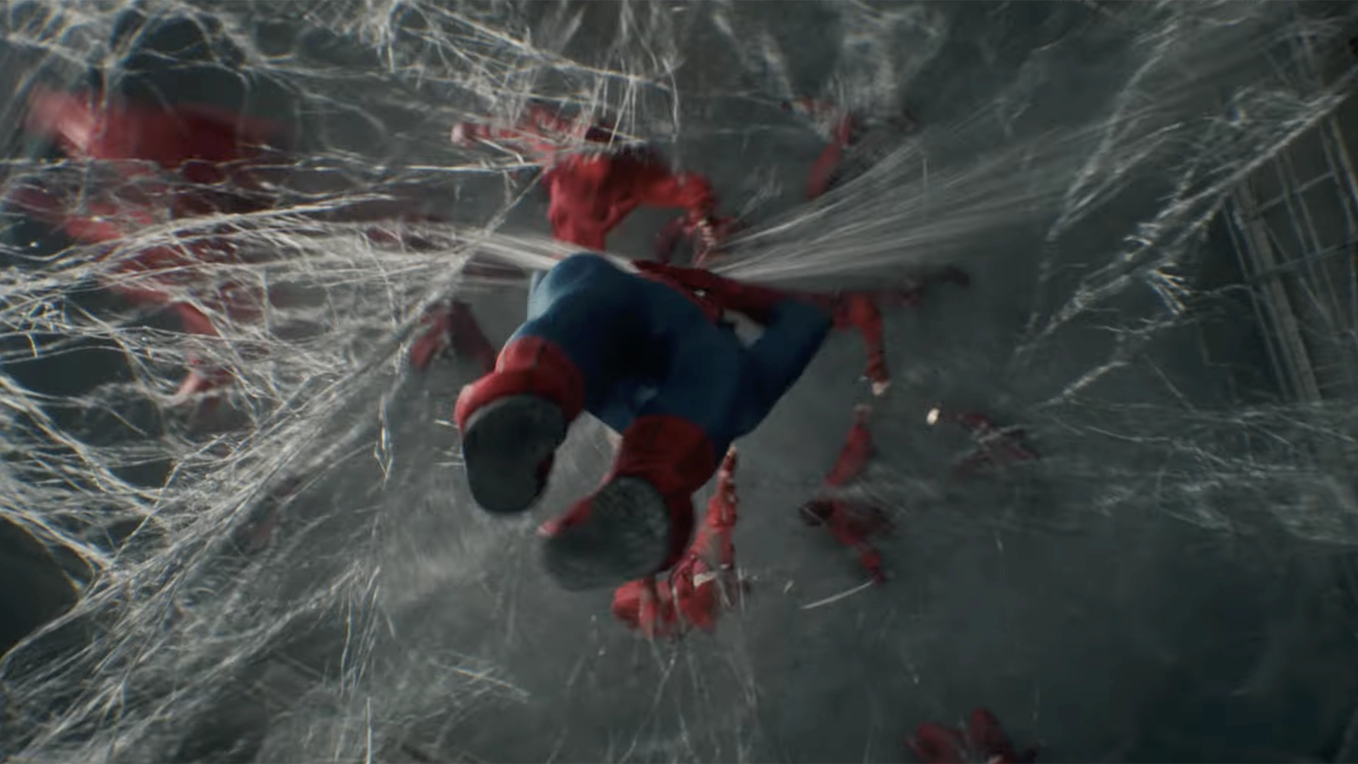 Spider | The Main Street Mouse Spider