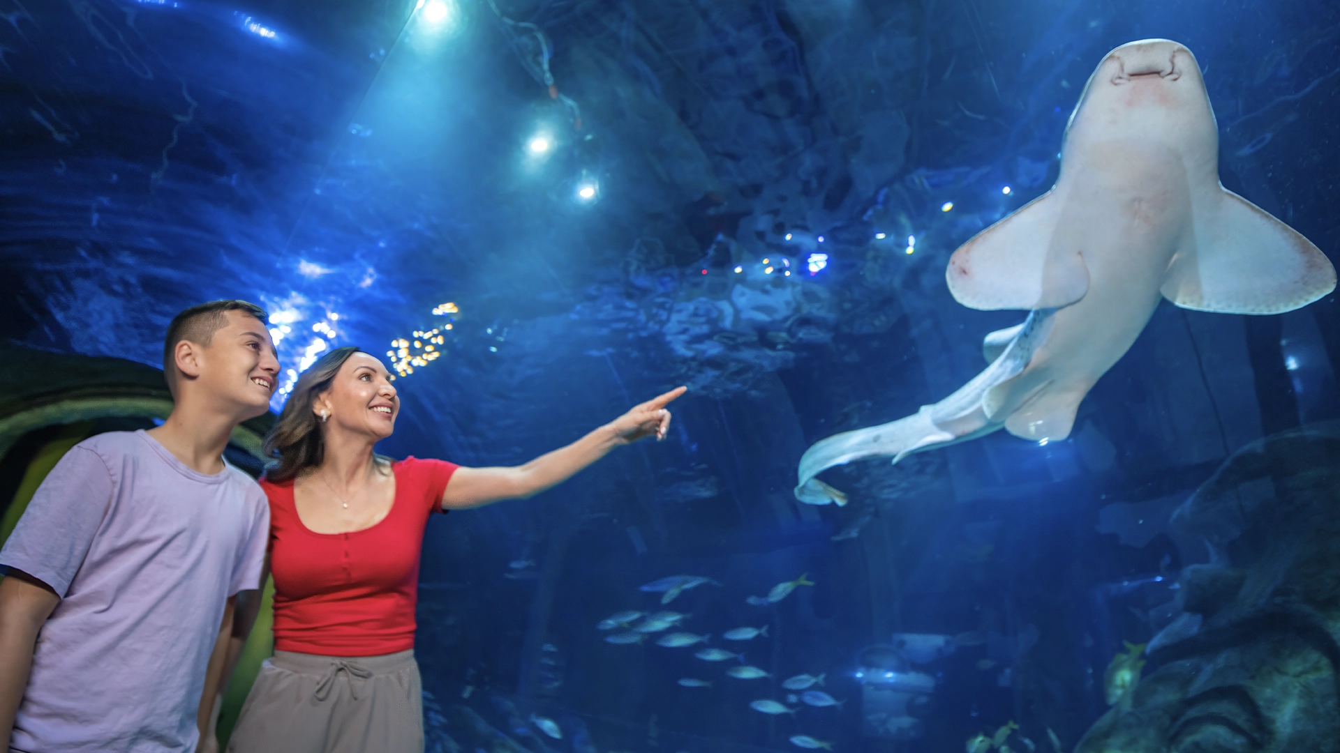Dive into a Jaw some Summer of Sharks at Sea Life Orlando Aquarium