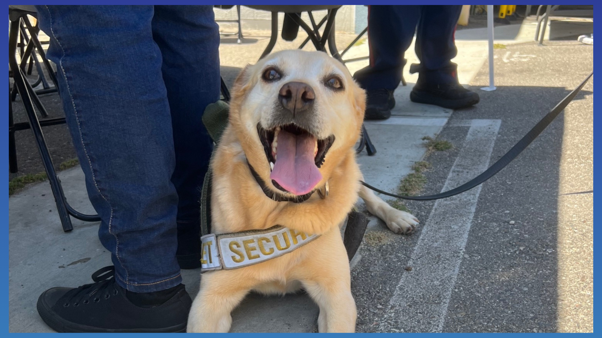 Hang Up the Harness Beloved Disneyland Security Dog Benny Retires in Style