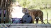 Happy Birthday, Bakso! Disney’s Animal Kingdom Celebrates a Very Special Tiger Turning 2
