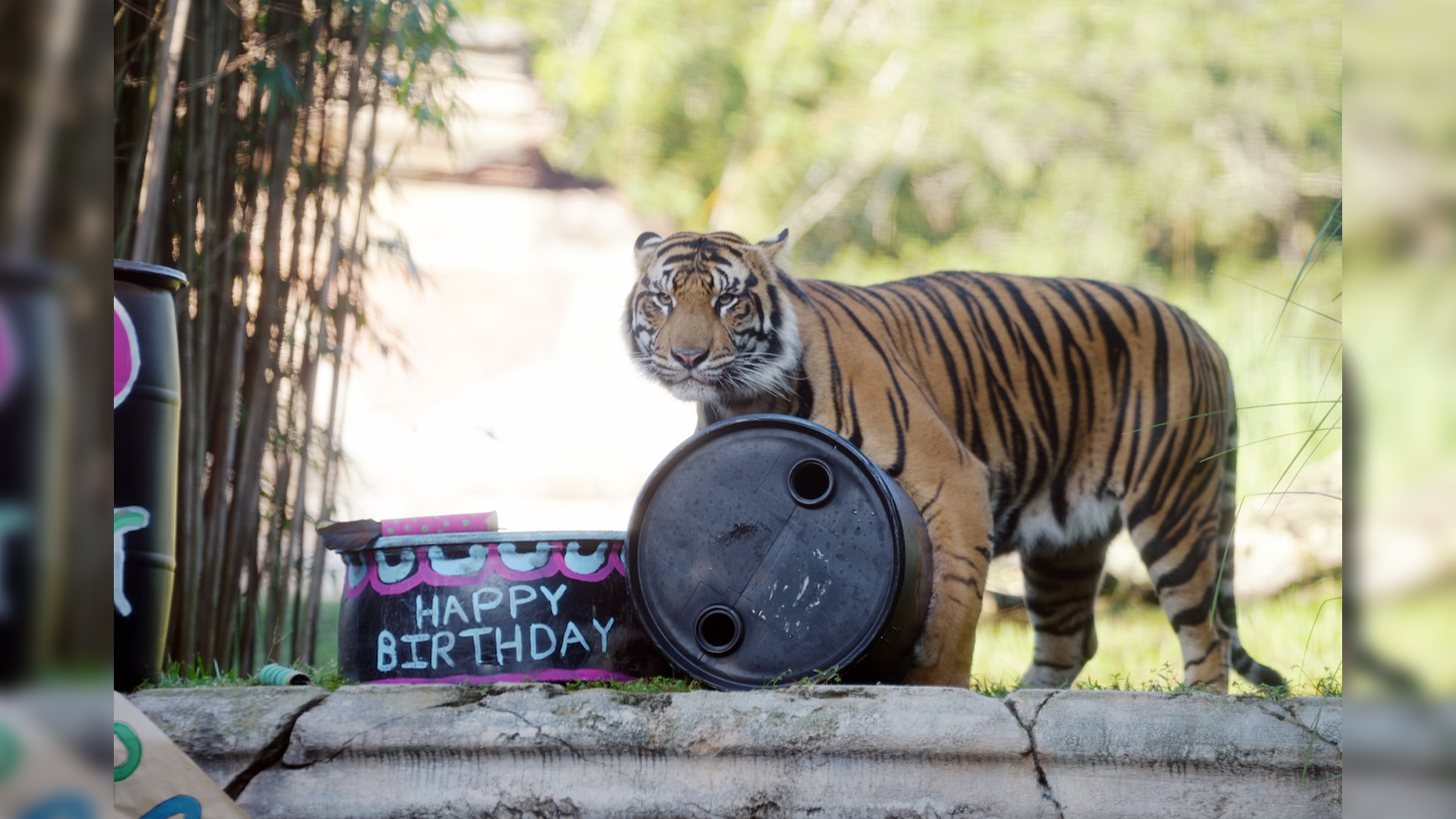 Happy Birthday Bakso Disneys Animal Kingdom Celebrates a Very Special Tiger Turning 2 | The Main Street Mouse Happy Birthday Bakso Disneys Animal Kingdom Celebrates a Very Special Tiger Turning 2