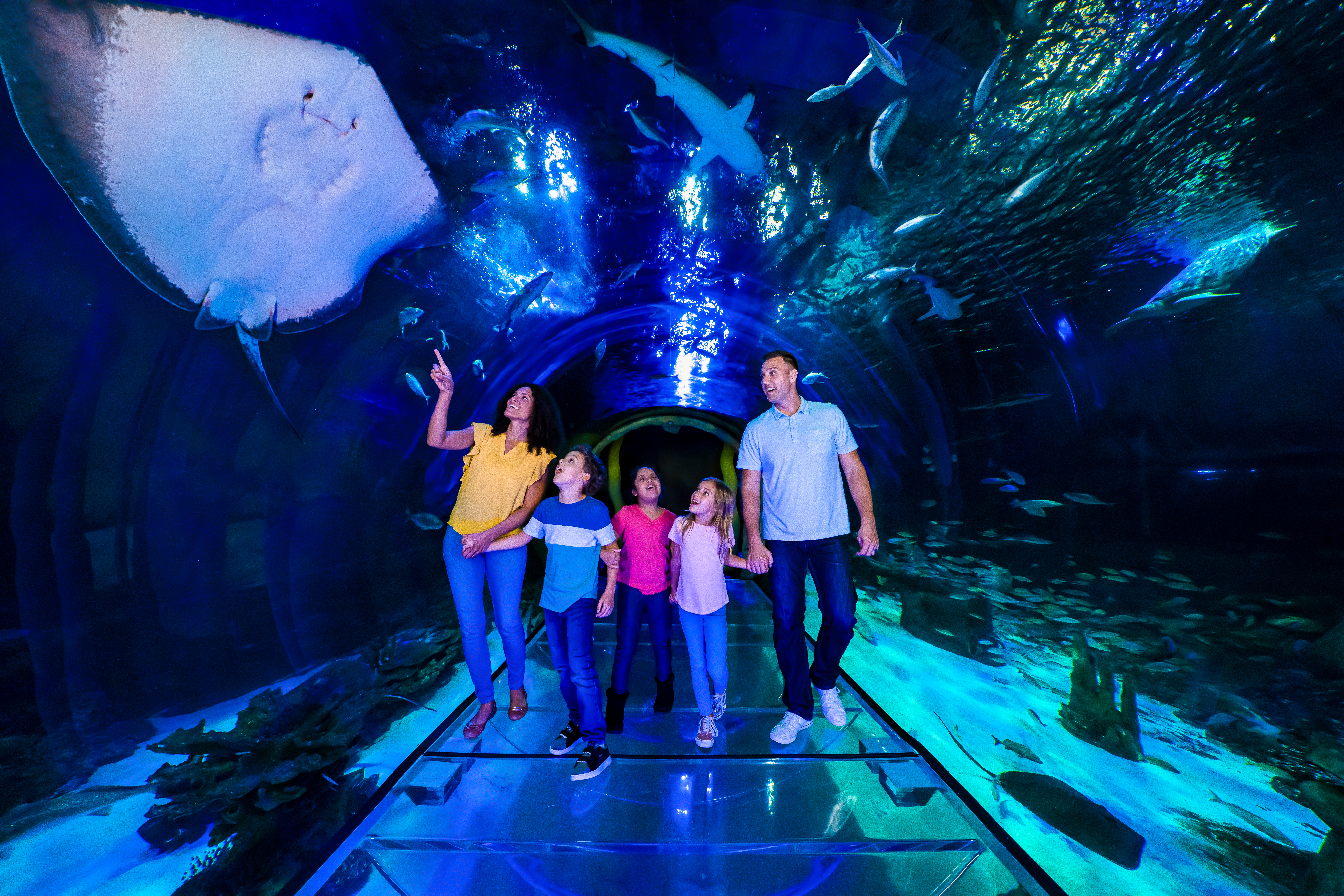 SEA LIFE Orlando360 Tunnel | The Main Street Mouse Sea Life Orlando 360 Tunnel